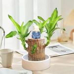 Brazilian Lucky Wood Plant, Easy Grow and Easy Care Hydroponic Potted Plant Stump, Newly Mini Potted Home Decor Plant, Desktop Ornament for Office Living Room Study Balco (Light Blue(Monk))