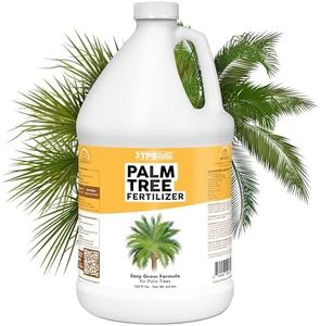 Palm Tree