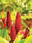 Gebdinsh Garden® Imported Shampoo Ginger Flower Bulbs For Your Garden (Pack Of 2 Bulbs)