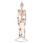 Ultrassist Human Skeleton Model, 34