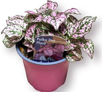4in Polka Dot Plant, Hypoestes Phyllostachya, Red Pink and White Plant, Real Plant, Live Plant, Plant for Office, Ideal Gifts, Home Decor, Indoor Plant (Option 3)