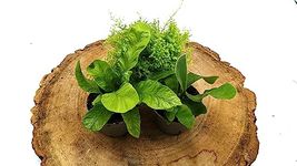 Fern Lovers Mix • 3 Random Ferns • Closed Terrarium Plants • 5.5-7cm Pots • Asparagus, Button, Nephrolepis, Asplenium, Platycerium...