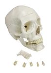 ZX | Human Skull Model with Removable Lower teeth, Life Size, PVC, with detailed key card | Anatomical Model | Ideal for doctors and students for medical and patient education | Bones and Skeleton