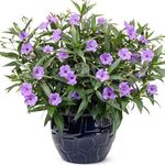 Gurveplantationi Ruellia Simplex Mexican Bluebells Live Plant Desert Florida Spanish Ladies Wild Plant Perennial Flowering Ornamental Garden Purple Flowers Plant With Black Plastic Pot