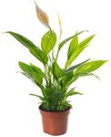 Spathiphyllum Peace Lily Large Indoor House Plant Purify The Air in Your Home (30-40cm (Incl. Pot))