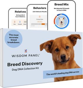 Wisdom Panel Dog DNA Test Kit – Breed & Health Insights
