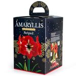 Amaryllis Red Striped (1 Bulb) - Easy Indoor Houseplant Growing Kit with Pot, Compost & Gift Box - The Ideal Christmas Flower Gift for Beautiful Festive Blooms - by Jamieson Brothers®