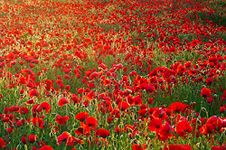 Papaver Rhoeas Corn Flanders Field Poppy - 7000 seeds