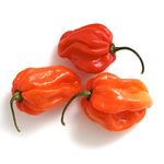 Peppers