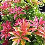 Meredith Nurseries 2Ltr Pot Pieris Mountain Fire Medium Evergreen Garden Shrub Plant ( 1 Pack )