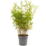 Fargesia Asian Wonder - Hardy Non-Invasive Clumping Bamboo, Year-Round Beauty, Ideal for Privacy Screening, Perfect for UK Climate (110-130CM (Incl. Pot))