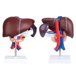 faruijie Human Liver Anatomical Model - Life Size Human Pancreas Pathology Model Liver Teaching Model Liver Dissection Model