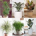 You Garden - House Plant Collection, 6 Plants in 12cm Pots, Beautiful Evergreen Indoor Real Plants, Easy to Grow Air Plants for Homes & Office, Scandy Style Plants for Home