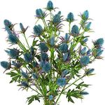 FiveSeasonStuff Real Size Artificial Real Touch Eryngium (Sea Holly) Northern Lights Blue Thistles (5 Stems)