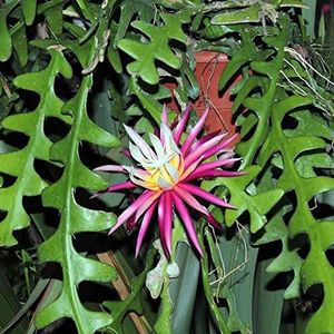 myBageecha- Rick Rack Cactus Indoor Outdoor Live Cactus Plant With Pot