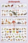 Arthropods Insects Educational Science Chart Poster Poster Print, 24x36