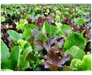 PREMIER SEEDS DIRECT - LETTUCE - MIXED LEAF - MESCLUN MIX - 2000 SEEDS