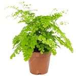 Adiantum raddianum Fragrans - Maidenhair Fern - Indoor Houseplant for Home or Office - Potted Ferns, Plants for Small and Large Spaces - Bright Green Foliage Leaves (20-30cm Incl. Pot)