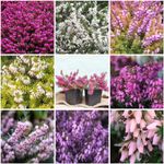 [x8] Winter Heather Erica Carnea Collection | Variety-Pack | Evergreen Shrubs | Pot Plants