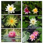 Lincolnshire Pond Plants Ltd - 3 Water Lily Pack - Pink, Yellow, White - Live Water Plant Aquatic Pond Lake Marginal