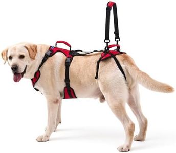 Lafoty Dog