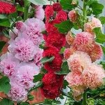 NO-GMO 90 Seeds, Double Hollyhock Mix Alcea Flower Seeds Perennial Heirloom Seeds