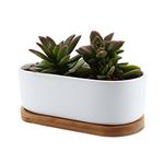 T4U 6.5 Inch Ceramic Plant Pots Indoor White Modern Oval Design Succulent Planter Pot/Cactus Plant Pot with Bamboo Tray