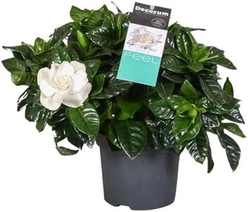 Plant in a Box - Gardenia Jasminoides - Jazmín del Cabo Planta de interior - Maceta 13cm - Altura 20-30cm