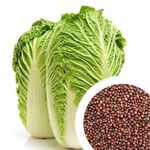 Digikida Vegetable Chinese Cabbage Seeds for Home Gardening (1 Packet, 1000 Seeds) Leafy Winter Vegetable Seeds for Home Garden | Fresh Vegetable Seeds for Kitchen |Organic Brussels Sprouts Seeds