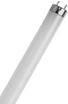 Pack of 10 T8 Triphosphor Fluoresce