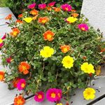 Moss Rose Mix - 2000 Seeds + Freebie + Plant Tag - Portulaca grandiflora