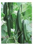 PREMIER SEEDS DIRECT - GREENHOUSE CUCUMBER - FEMSPOT F1-5 FINEST SEEDS - ALL FEMALE FLOWERED