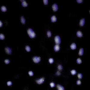 Premier Snowfall LED Projector Light – Indoor/Outdoor Christmas Display