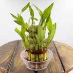 Ratanshi Agro Hortitech Lucky Bamboo 2 Layer Plant with Bowl