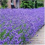 6X Lavendula English Dwarf Lavender Fragrant Foliage and Blue Flowers