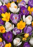 Gebdinsh Garden® Imported Crocus Flower Plants Bulbs For Outdoor Gardening (Pack Of 5 Bulbs)