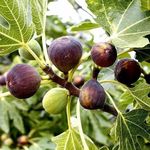 Healthy Live Anjeer Plant Fresh Fig Fruit Tree for Your Home Garden with Plastic Pot (pack of 1)