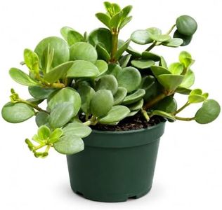 Peperomia Live Plant in 4" Pot - Peperomia Hope Live Plant - Natural Air Purifier Indoor HousePlant - Live Plants for Home Office Wedding Decor & Birthday Gift (Heat Pack Included)