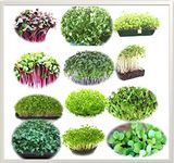 BOSI Leaf Easy Growing Microgreen with Growing Instruction Untreated Seeds - Grow Your Own Super Salad (Combo Seed Pack of 12 Varieties 300G)