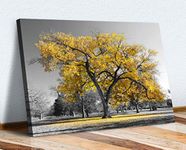 Large Tree Yellow Leaves Black White Canvas Wall Art Picture Print (30in x 20in / 76cm x 50cm)