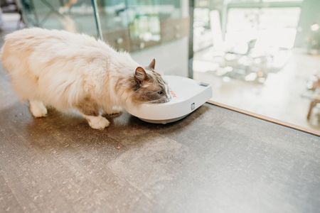 Cat Mate Automatic Pet Feeder C300 – Programmable Food Dispenser