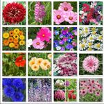 Wild Flower Pure Seeds Mix of 16 Fl