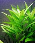 Live Aquarium Plants 'Hygrophila Corymbosa' (10x) Tropical Rooted Fish Tank Snail Free |Floratica|