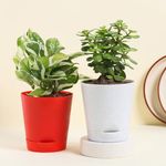 Floweraura Air Purify Set of 2 (Jade Plant & White Pothos Plant) Live Indoor Plants in Plastic Pots for Home/Office Decor & for Birthday Gift, (Same Day Delivery)
