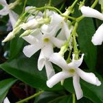 SCENTED STAR JASMINE- 3litre deep pot Superb Birthday Plant & Flower Gifts for All Occasions