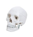 LABZIO Life-Size Human Skull Model — 4-Part Anatomical Skull with Removable Teeth, Calvarium & Articulating Jaw | Ideal for Dental Study, Patient Education & Anatomy Learning