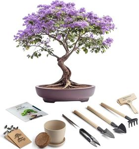 Bonsai Starter Kit – Growing Jacaranda Bonzai Tree from Seeds | Complete Indoor Tree Kit for Growing Plants with Tools & Planter – Gardening Gifts for Mother, Women & Men