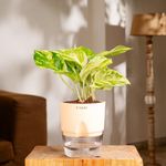 KYARI Money Variegated Indoor Plants for Living Room | Live Plants | Plants with Cream Self Watering Pot for Home | Air purifier plants | Plants for Home Decor | Plants for Garden & bedroom