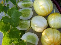 Organic Lemon Cucumber 60 Seeds - Easy to Grow - Heirloom Non-GMO Canada Vegetable Seeds for Planting Indoor Outdoor Home Garden Containers - Three Mo Garden