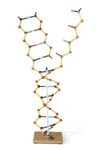 3B Scientific W19801 DNA RNA Model, 50cm Height